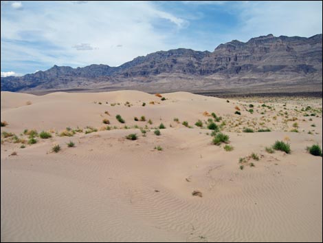 Desert Dry Lake Dunes South