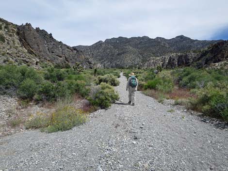 Hidden Forest Trail