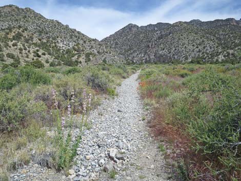 Hidden Forest Trail