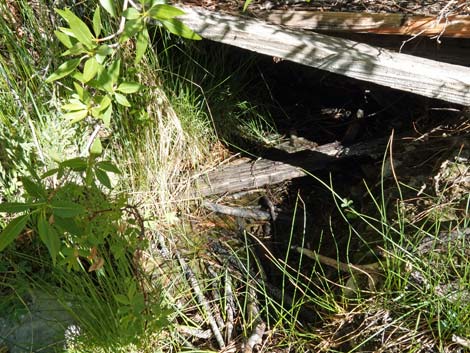 Hidden Forest, Wiregrass Spring