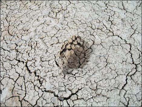 Desert Dry Lake Corral