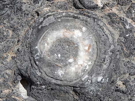 Fossil Ridge Snail Site