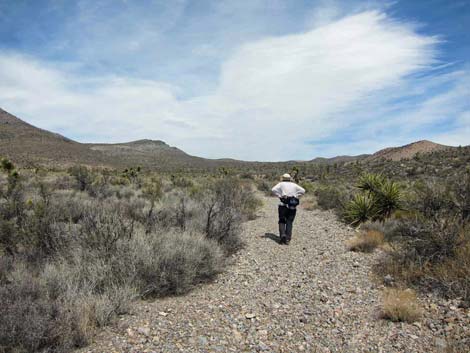 quail spring guzzler