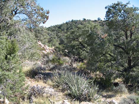 Quartzite Mountain