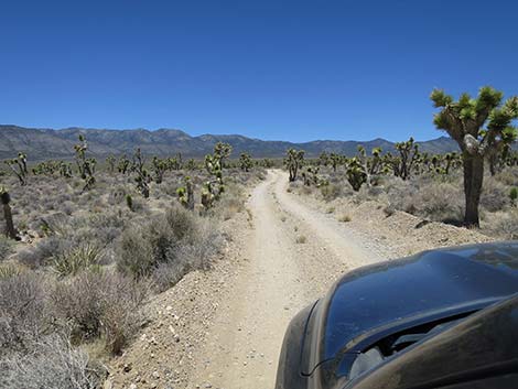 Pine Nut Road