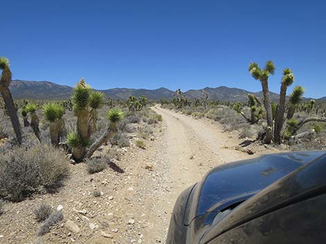 Pine Nut Road