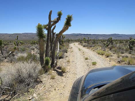 Pine Nut Road