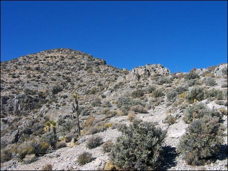 yucca peak