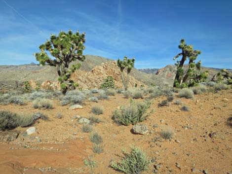 Doodlebug Arch