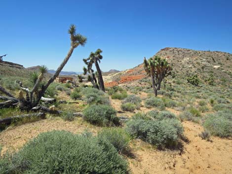 Amber Cat Canyon