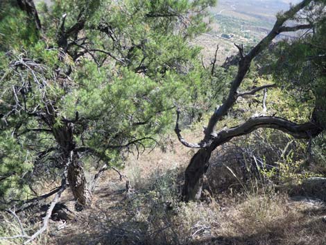 Billy Goat Peak