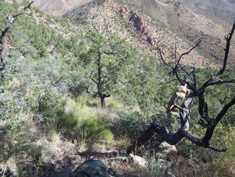 Billy Goat Peak