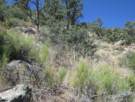 Billy Goat Peak