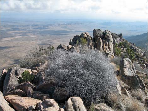 Billy Goat Peak