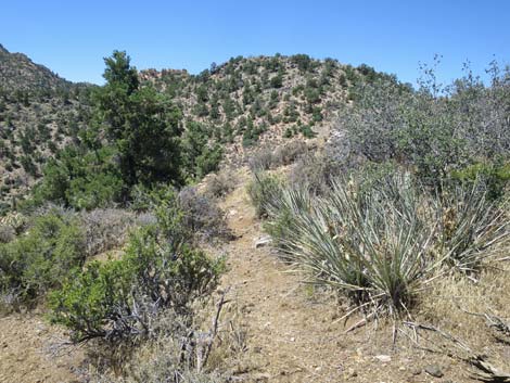 Billy Goat Peak