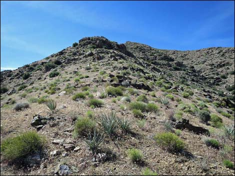 Bonelli Peak