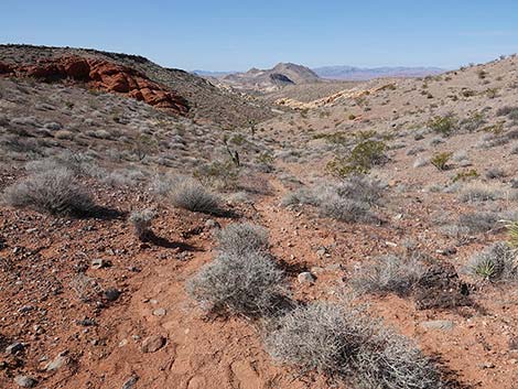 Doodlebug Canyon