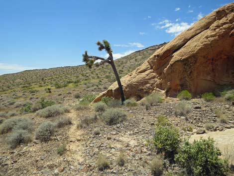 Doodlebug Canyon