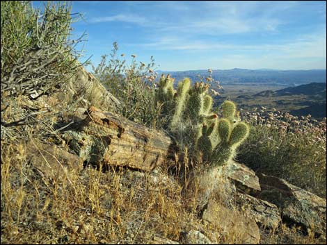 Jumbo Springs Wilderness