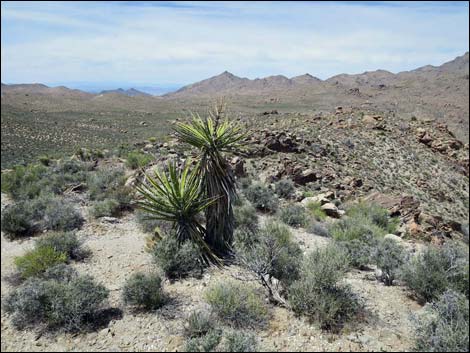 Jumbo Springs Wilderness