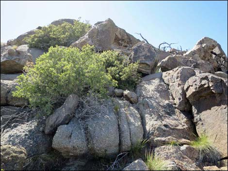 Jumbo Ridge Highpoint