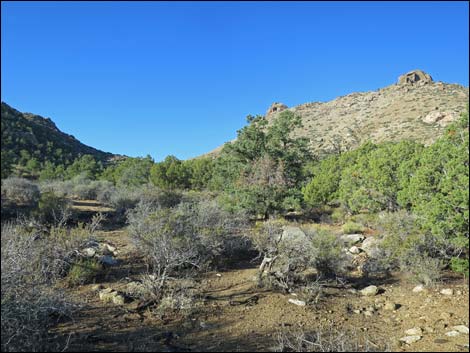 Jumbo Ridge Loop