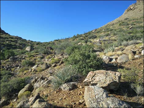 Jumbo Ridge Loop