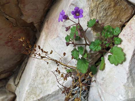 Beautiful Phacelia (Phacelia pulchella)