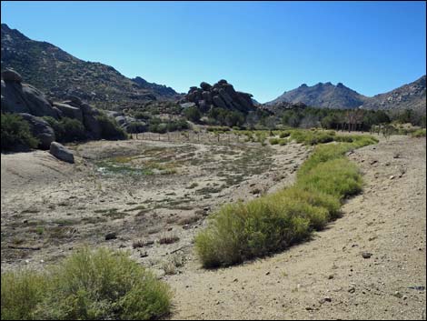 Grapevine Spring Corral