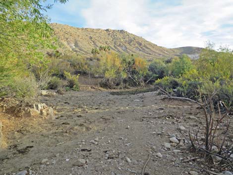 Horse Spring