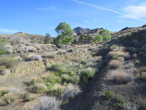 Vermiculite Mine