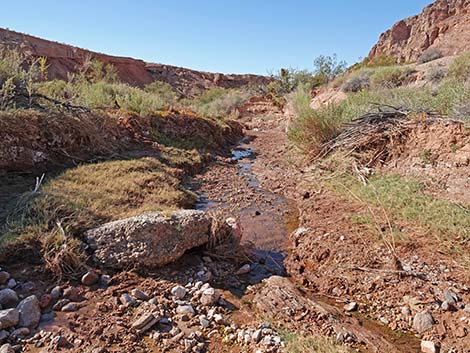 Red Bluff Spring