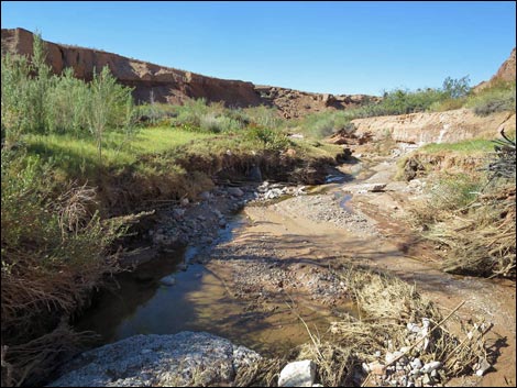 Red Bluff Spring