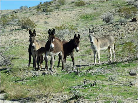 feral burro