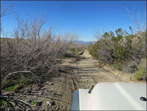 Catclaw Wash Road