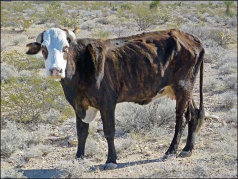 Bundy trespass cattle