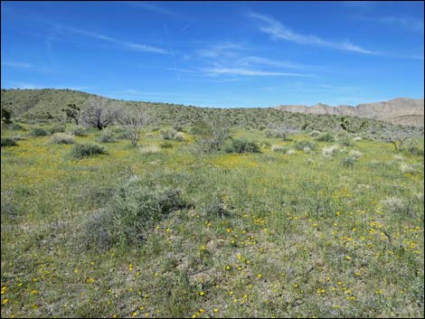 Red Bluff Spring Road