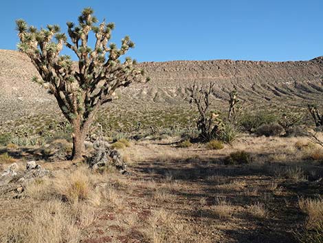 Uranium Mine