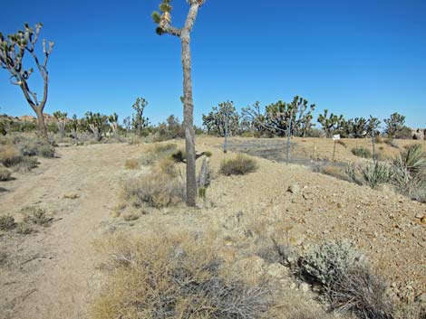 Teutonia Peak Trail