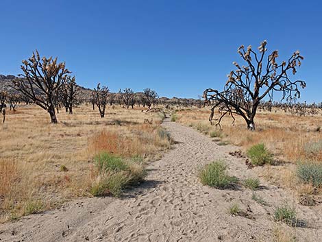 Teutonia Peak Trail