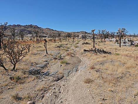 Teutonia Peak Trail