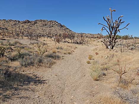 Teutonia Peak Trail