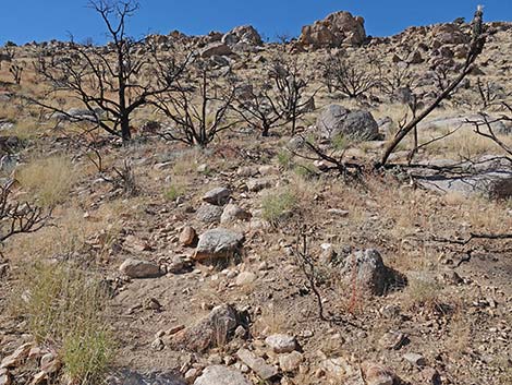 Teutonia Peak Trail