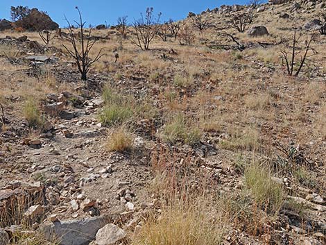 Teutonia Peak Trail