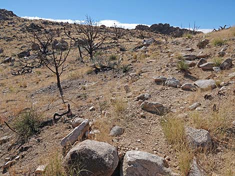 Teutonia Peak Trail