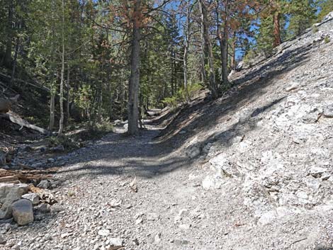 Bristlecone Trail