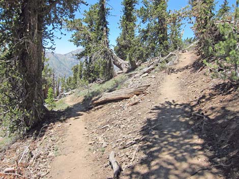 Griffith Peak Trail