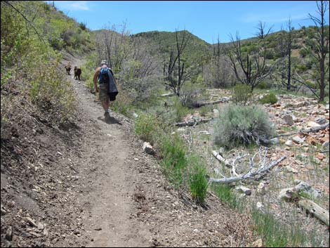 Lovell Canyon Trail