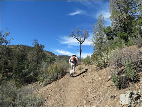 Lovell Canyon Trail