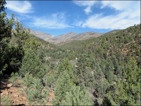 Lovell Canyon Trail